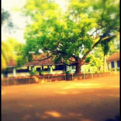 67200317 2471829242869522 3952680749223641088 N